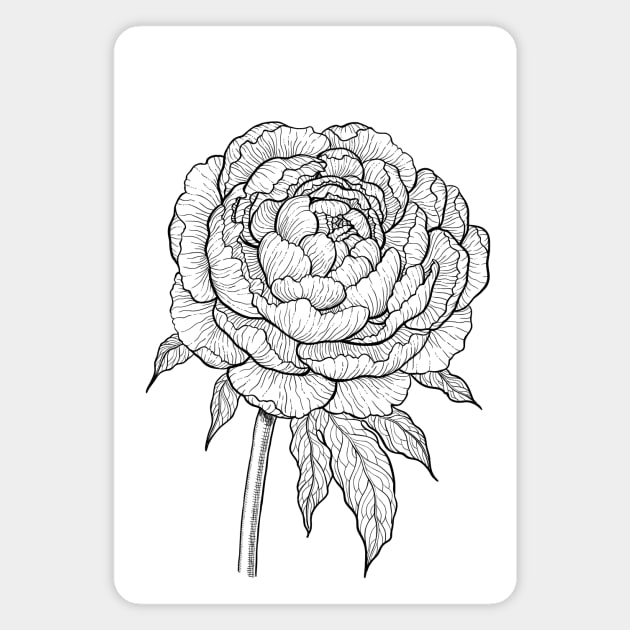 Peony drawing 2 Magnet by katerinamk